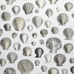 CAPTAIN THOMAS BROWN'S SHELLS - PEARL