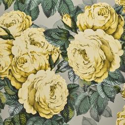THE ROSE - MIMOSA