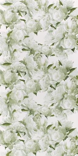 PEONIA - CHARTREUSE