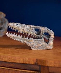 Archaeopteryx Skull Figure £16