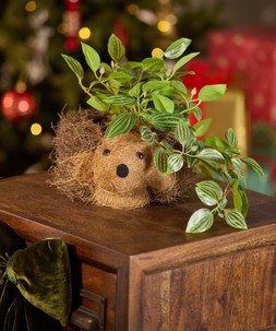 ZA803A 1 Happy Hedgehog Planter £12