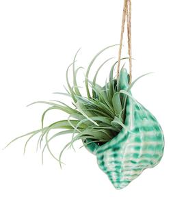 Green Shell Hanging Basket