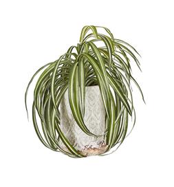 Green White Thin Leaves Plant Ceramic Pot
