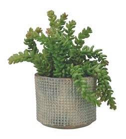 Gifting succulent plant cement pot