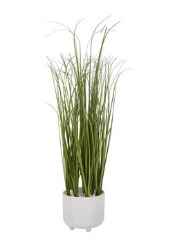 Plant in pot &pound;12.99