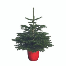 Pot Grown Nordmann Fir Christmas Tree