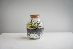 Angular Glass Small Terrarium Diy Kit H22cm D17cm &pound;34.99