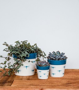 Cacti Planter Dragonfly H10cm D10cm &pound;6.99 1
