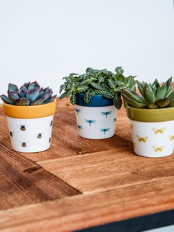 Cacti Planter Dragonfly H7cm D7cm &pound;4.99