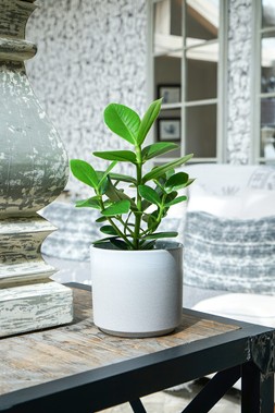 LEON WHITE PLANTER 22CM &pound;19.99