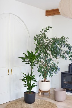 CREAM RIPPLE SPECIMEN PLANTER, GREY RIPPLE SPECIMEN PLANTER & BLACK RIPPLE SPECIMEN PLANTER H24.5CM D28CM £24.99 EACH