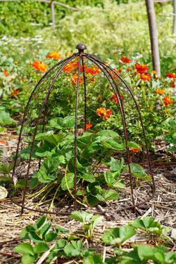 OUTDOOR WIRE NETTED PLANT PROTECTOR BRONZE H55CM W47CM