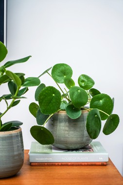 POT COMO MINT H15CM D18CM &pound;19.99