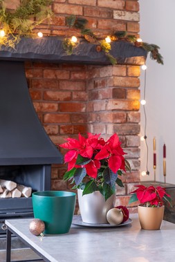 POINSETTIA PLANTER EMERALD H16CM D19CM