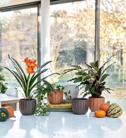 Pumpkin Planter
