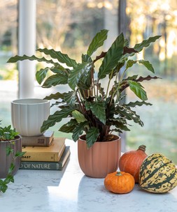 PUMPKIN PLANTER