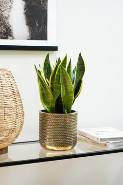 Solis Embossed Planter Gold H18cm D18cm &pound;29.99 1