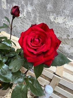 Ruby Wedding Anniversary Gift