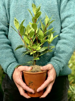 The Bay Tree Crate