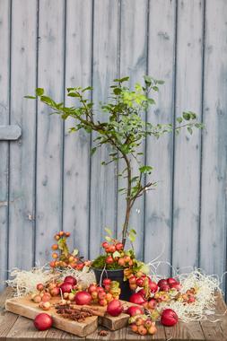 Grow Your Own Cider Crate