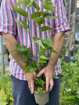The Mulberry Tree Crate