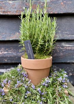 The Rosemary For Remembrance Gift
