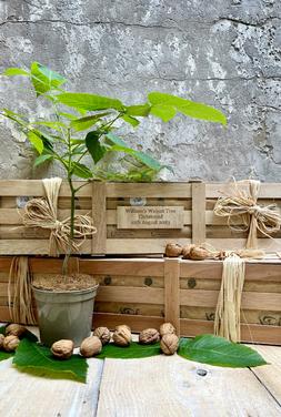 The Remembrance Walnut Crate