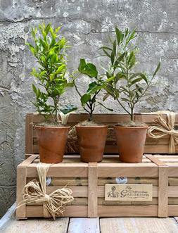 The Mediterranean Courtyard