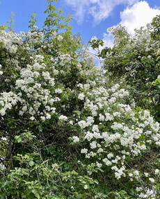 https://www.prshots.co.uk/contents/archives/4061/1655/images/thumb350x287_auto/the-gluttonous-gardener-d158b272-0772-40a3-bb4c-4ab43f30bbf4.jpe_71c8c_thumb.jpg