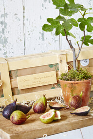 https://www.prshots.co.uk/contents/archives/4061/1655/images/thumb350x287_auto/the_gluttonous_gardener_5th-wedding-anniversary-personalised-fig_8d2e2_thumb.jpg
