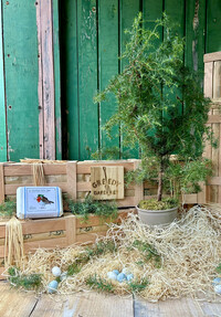 Trees for Christmas