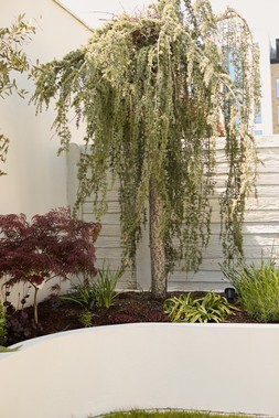 Oriana B, Plants, Sculptural Garden Project