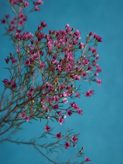 STILL LIFE 394